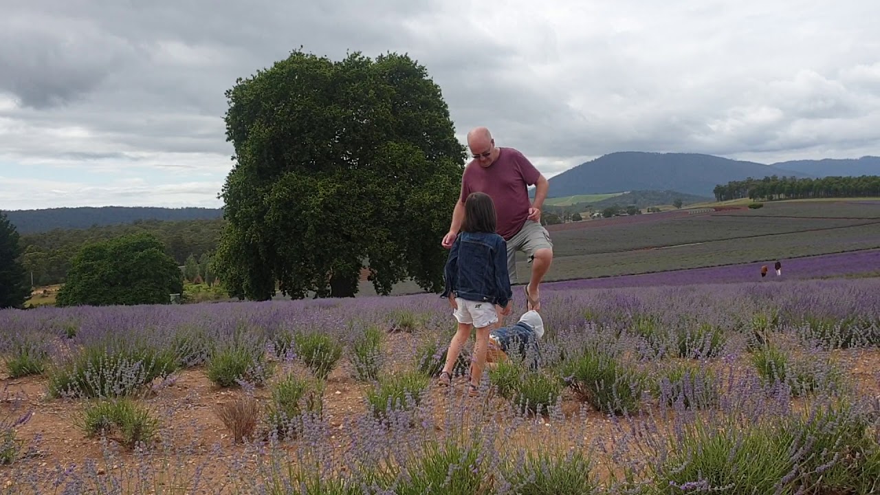 lavender farm tasmania YouTube