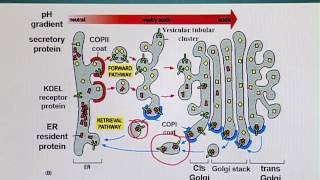 Topic 162 (BIO201 - Cell Biology)