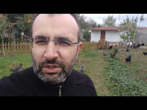Video: Tavukları Kışın ülkede Tutmak