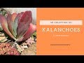 👉 11 Kalanchoes de Mi Colección / Desafío KALANCHOES 👩🏼‍🌾