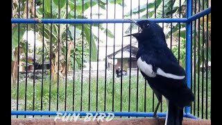 Download Lagu 3 menit dijamin nyaut! apapun jenis kacernya, kacer tarung, kacer nyiul, kacer ngeplong dan ngotot MP3 Download Lagu 3 menit dijamin nyaut! apapun jenis kacernya, kacer tarung, kacer nyiul, kacer ngeplong dan ngotot MP3