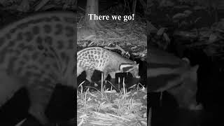 Question Mark Revealed  #wildlife #nature #civet #animals #muddypool