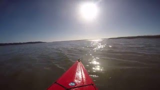 Dolphins | Kayaking in Beaufort, SC. | AdventureTrading Co