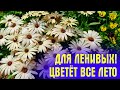 ОЧАРУЕТ ВСЕХ СОСЕДЕЙ! Цветёт ВСЁ ЛЕТО, ухода НЕ ТРЕБУЕТ! Как посеять ОСТЕОСПЕРМУМ