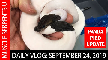 EXCEPTIONAL BALL PYTHON HOLDBACKS! September 24 2019