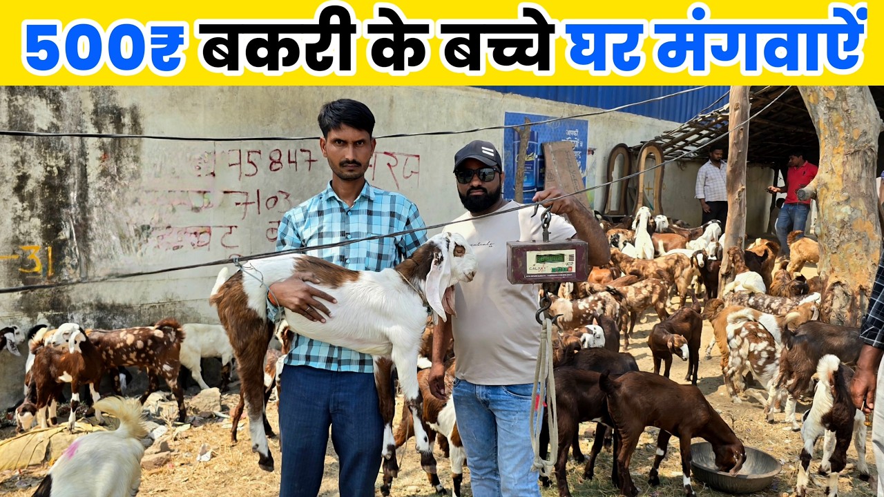 अच्छी बकरी की पहचान कैसे करें | बकरी के बच्चे घर मंगवाऐं