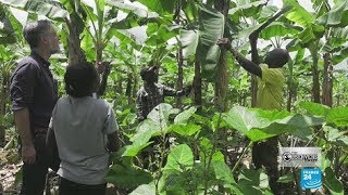 Download Mp3 OBSERVERS DIRECT: Avoiding a Future Food Crisis in Cameroon Gudang lagu Download Mp3 OBSERVERS DIRECT: Avoiding a Future Food Crisis in Cameroon
