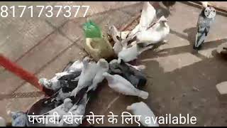 Punjabi kabootar for sale उड़ान की फुल गारंटी,location-khatauli railway station ke pass Uttarpradesh