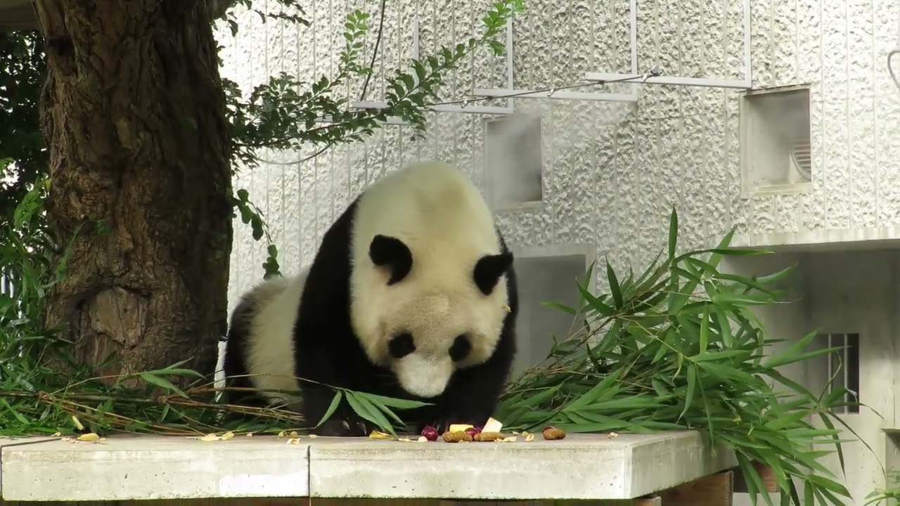 October 3, 2019 [Selected] Panda Going to Eat - YouTube