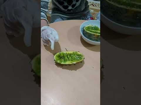 Video: Киванонун мүйүздүү мөмөсү: коондорду өстүрүү боюнча кеңештер жана маалымат