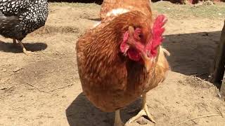 The private life of chickens #1 In the coop YouTube