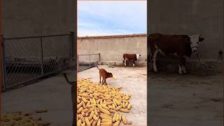Unconditional Love: Cow and Her Calf’s Beautiful Bond 🐮💕