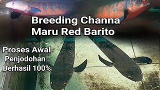 Breeding Channa Maru Red Barito in a Wall Pond | Channa Maru Red Matching Stage