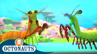 Octonauts  The Mantis Shrimp | Cartoons for Kids | Underwater Sea Education