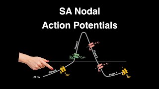 Action Potential: SA nodal cells #heart #physiology #actionpotential