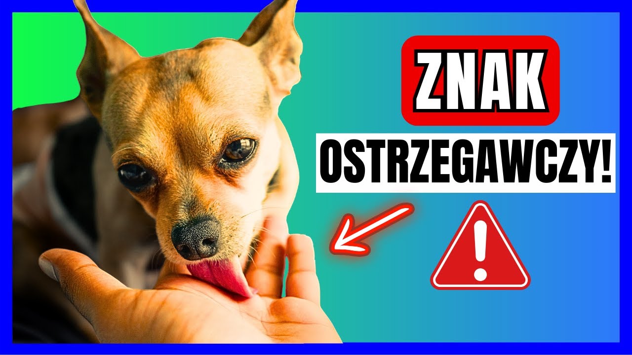 10 Oznak, że TWÓJ PIES jest ZESTRESOWANY (i jak mu POMÓC!)