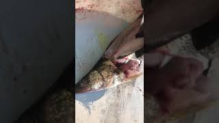 Filleting A Walleye - Boneless Zipper Method