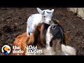 This Giant St. Bernard Learns To Love Her Annoying Little Goat Brother | The Dodo Odd Couples