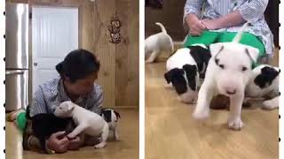 Akc Bull Terrier Puppy Playing