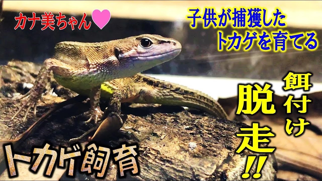 トカゲ飼育３カ月経過 エサをパクっと食べて脱走を常に狙ってくるｗ くろねこチャンネル Youtube