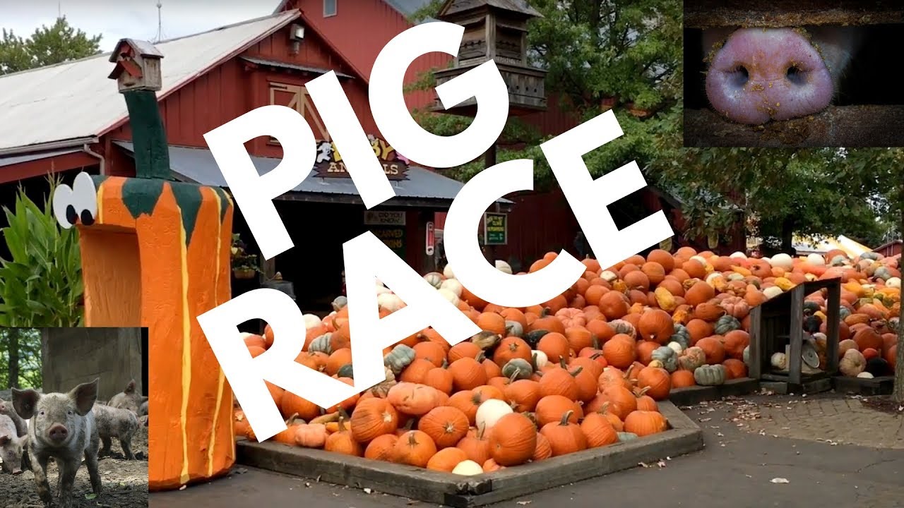 Pig races at bengtson's pumpkin farm Homer Glen IL YouTube