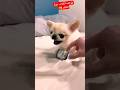 OMG Funny Dog Pranks Prank Shorts Funny Fypシ مقالب طرائف مضحك Fun ترند 