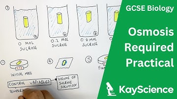 Osmosis In Potato Required Practical - GCSE Biology | kayscience.com