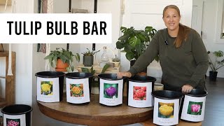 видео: Создание бара с луковицами тюльпанов в моем розничном магазине: Sunshine and Flora картинка: Создание бара с луковицами тюльпанов в моем розничном магазине: Sunshine and Flora