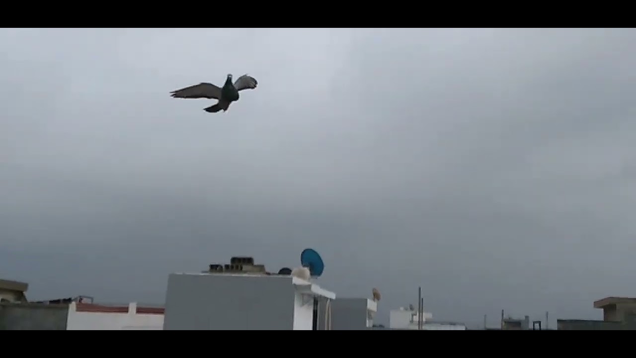 سلام عليكم ورحمة الله وبركاته احسن توليعة في طوب حمام خينيسي