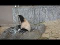 桃浜ちゃん🐼🍑あばれて豪快に池ぽちゃ🤣