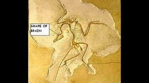 Creationist Icons: Archaeopteryx