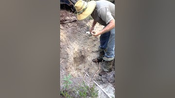 Gopher Tortoise Relocation