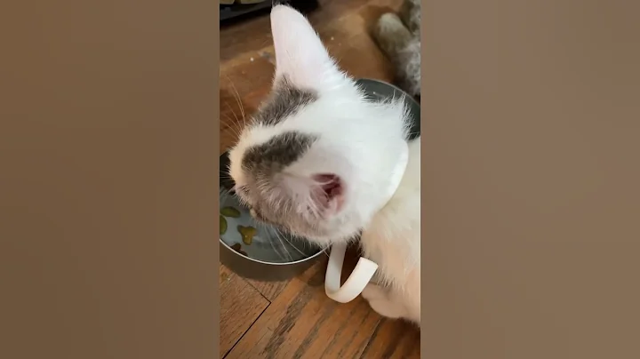 Watch the video about Happy purring and snack after FIRST BATH. Feral cat save.