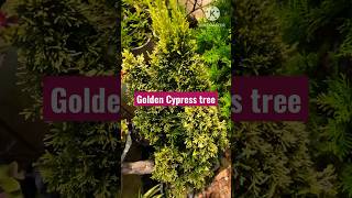 Golden Cypress Trees 🥰🌲 Garden tour episode 2 #nature #shorts #flowers #trees #trending