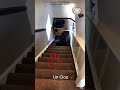 Frayeur ! Un chien glisse sur un escalier avec un clou 😱