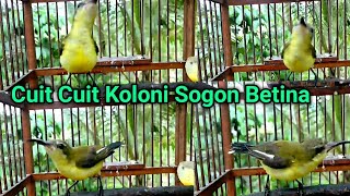 Terapi koloni sogon betina Birahi