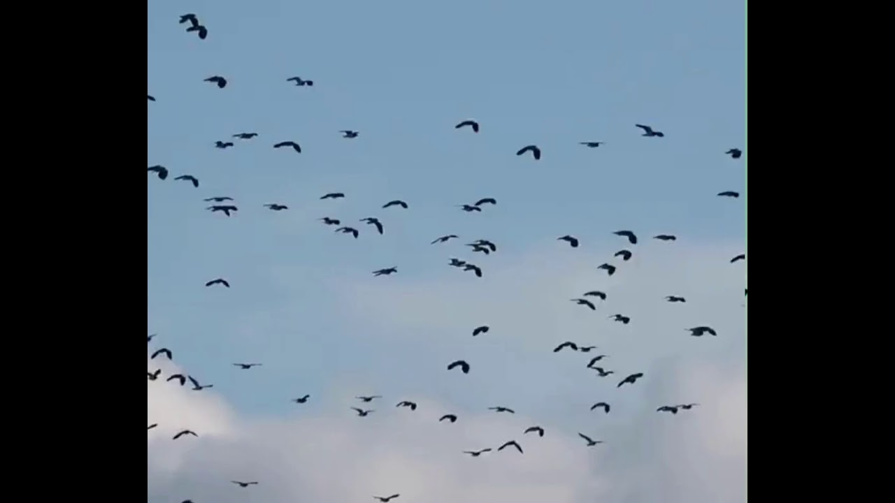 Bird behaviour changes with Frankie and Murphy