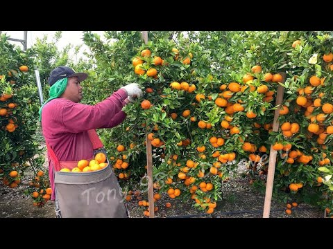 Videó: Hogyan szüreteljünk narancsot – Tippek a kerti narancsszedéshez