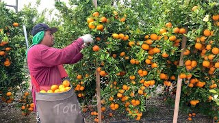 6.9 Million Tons Of Citrus In America Are Produced This Way - American Farming screenshot 1