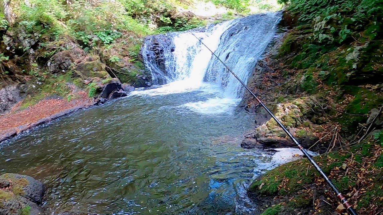 【シーズン最終日】怪物イワナがいると噂の滝壺に、とんでもない大ヤマメがいた！！！