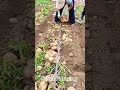 🌾 Farming ASMR #farmingasmr#agricultureasmr#asmrreels#farmreels#satisfyingfarming#asmr #shorts