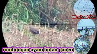 Berburu Tekukur Long Range Dan Bertemu Ayam Hutan Rombongan