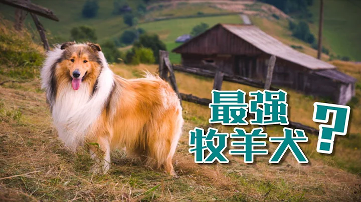 邊牧蘇牧本是一家，天下無敵的柯利犬家族 - 天天要聞