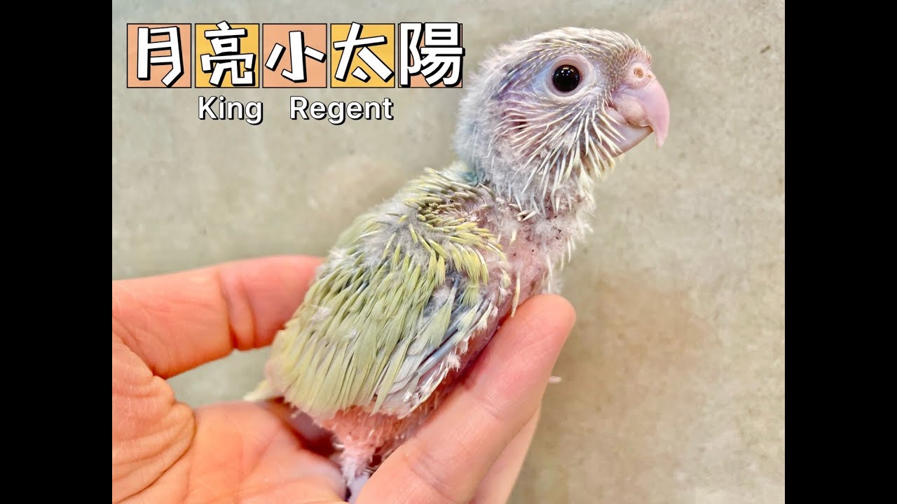 111/5/7新進了哪些好養又可以的小太陽呢