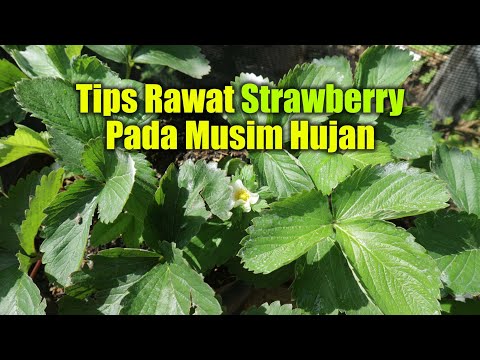 Video: Cara menanam strawberi pada musim gugur dan musim bunga