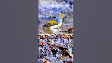 burung sedang mandi #burungcantik #burungkicau #nature #bird
