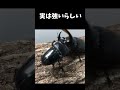 ネプチューンオオカブトvsダイオウヒラタクワガタ