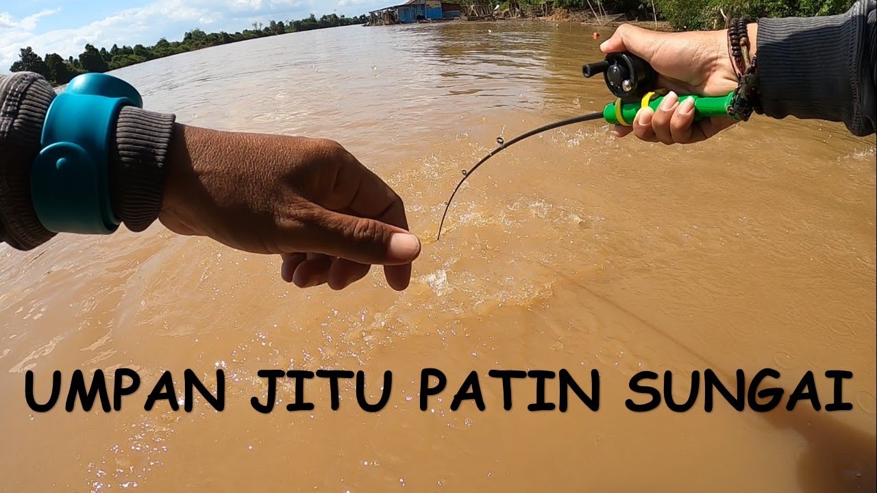 UMPAN JITU PATIN SUNGAI---MANCING PATIN SUNGAI //MANCING PATIN SUNGAI