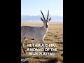 Chiru |Animal#53|  #animals #wildlife #natureshorts #animalshorts #reels #shorts