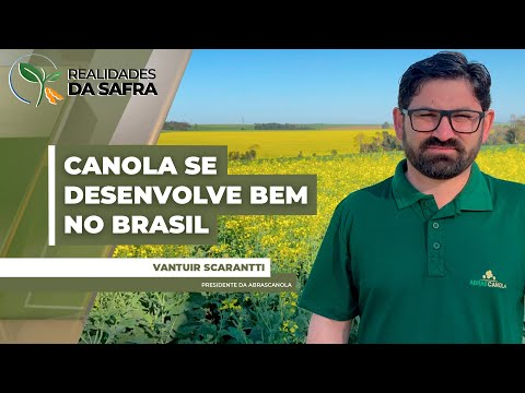 Após inicio chuvoso, lavouras de canola se desenvolvem bem no Brasil